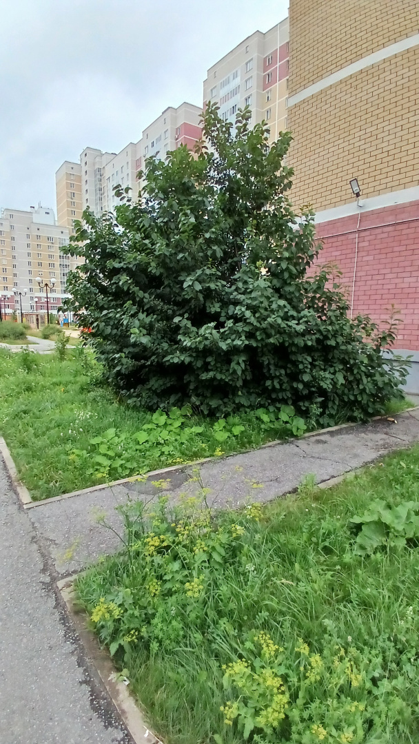 до куст.jpg