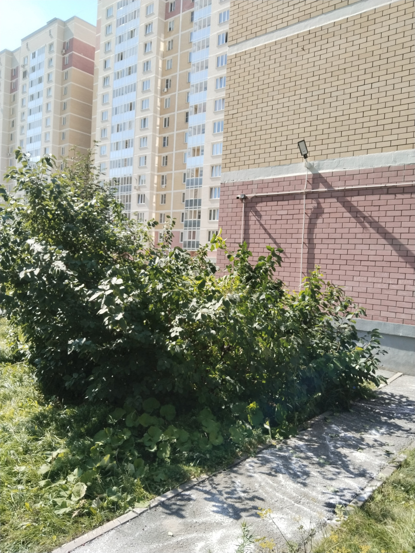 после куст.jpg